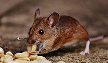 24 Hour & Emergency Exterminators in Foss, OK